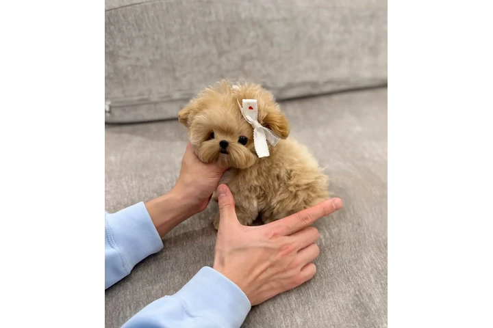 $350 : MALTIPOO EN VENTA image 1