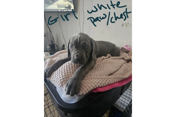 $600 : Cane corso image 7