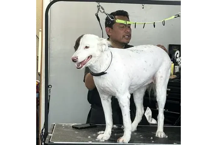 $95 : Rialto Pet Grooming image 2