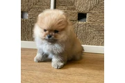 Pomerania en venta en Indianapolis