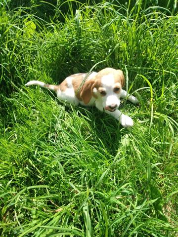 $500 : sweet cachorros Beagles image 3