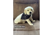 purebred Golden retriever pups en Philadelphia