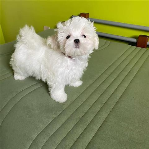 adorable Maltese puppy image 1