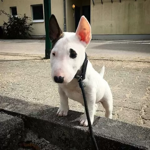 $500 : Bullyview Bull Terriers image 3