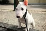 $500 : Bullyview Bull Terriers thumbnail