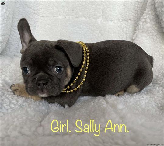 $540 : French bulldog puppies image 3