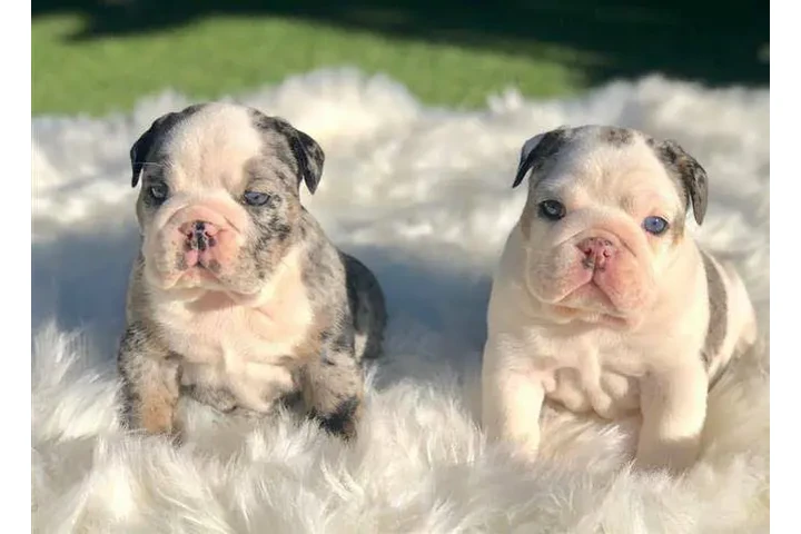 $500 : Preciosos cachorros de Bulldog image 2