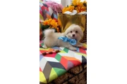 $450 : MALTIPOOS OJOS AZULES thumbnail