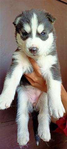 $250 : Siberian Husky cachorro. image 4