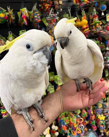 $300 : Han carter parrots image 4