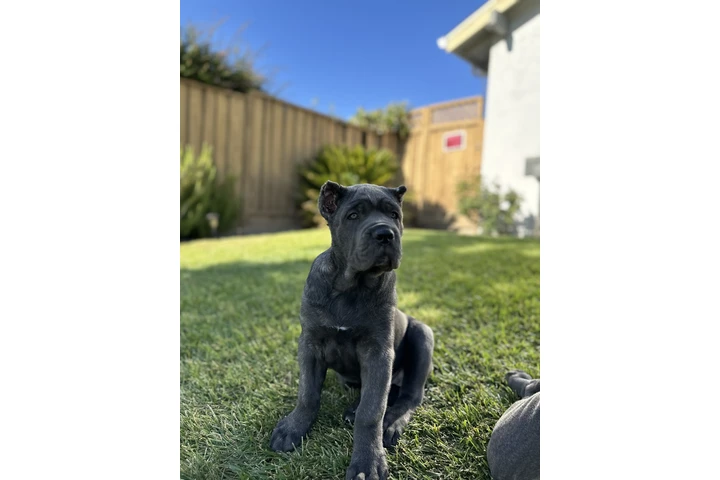 $4000 : SALE DOG CANE CORSO image 2