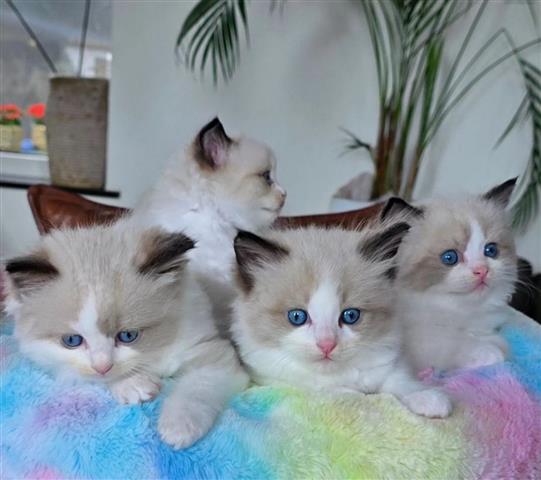 $310 : Ragdoll kitten For Sale image 1