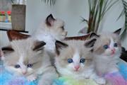 Ragdoll kitten For Sale en Miami