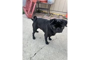 Male pug thumbnail