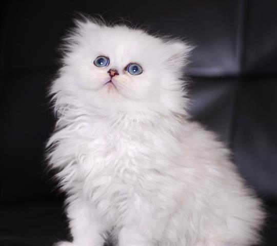 $520 : Snow White Persian cat image 3