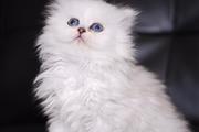 $520 : Snow White Persian cat thumbnail