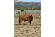 Yellow Scottish Highland Bull en Aguadilla