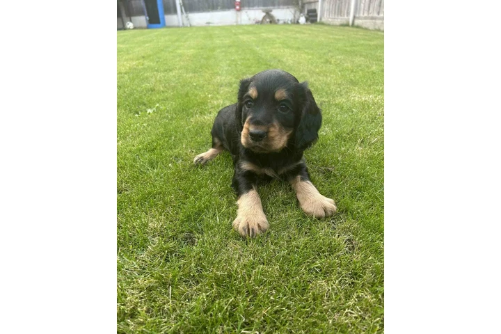 Cocker spaniel puppies image 1
