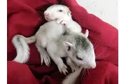 $290 : Adorable ardilla en adopción thumbnail
