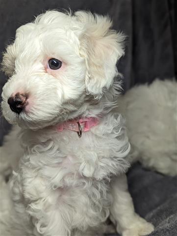 $350 : MALTESE PUPPIES AVAILABLE image 2