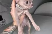 $250 : Chihuahua mini puppies thumbnail