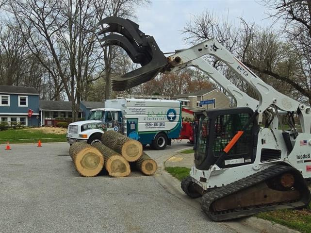 Tree Services in Glen Burnie image 1