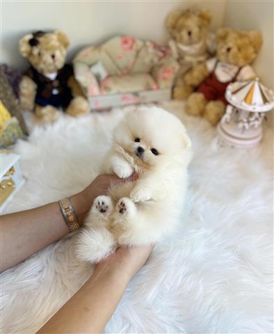 $400 : Teacup Pomeranian puppies sale image 1