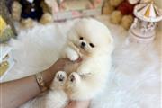 Teacup Pomeranian puppies sale en Chicago