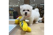 Bichón hembra en Los Angeles