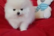 Pomeranian puppies en Miami