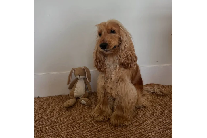 $150 : Cocker Spaniel Inglés en adop image 1