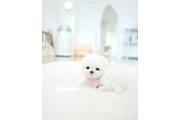 Pomeranian puppy