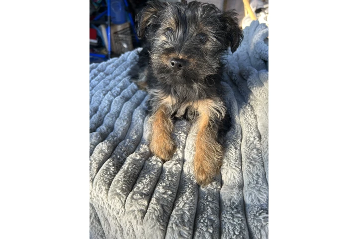 $250 : Yorkie estándar image 2
