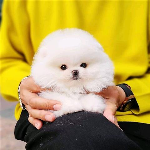 $400 : Pomeranian puppies image 1