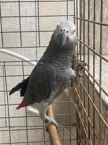 $400 : African Gray And Eggs For Sale image 1