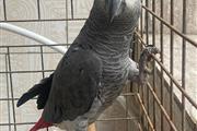 African Gray And Eggs For Sale en New Orleans