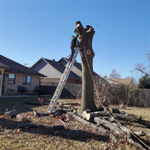 Nicolas tree service in OK image 7