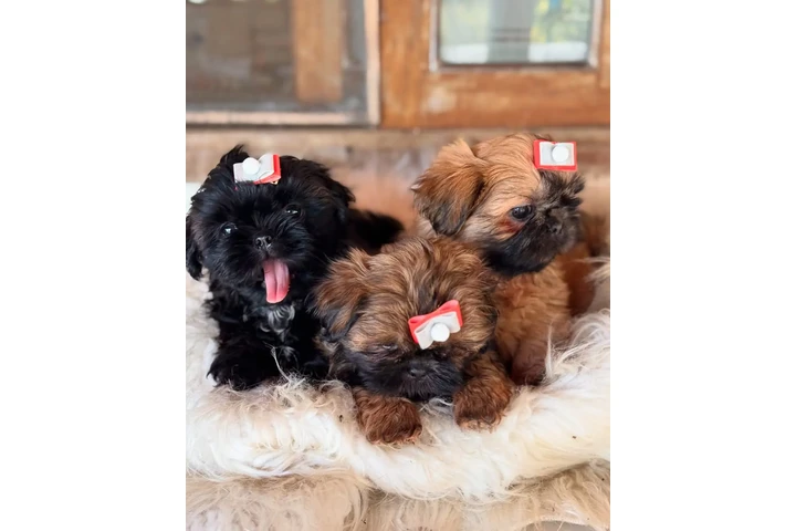 $350 : Cachorros Shihtzu en venta image 2