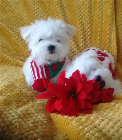$300 : Cutie Maltese Pupppies image 1