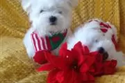 Cutie Maltese Pupppies en Tulsa
