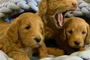 Perros goldendoodle mini bebé en Miami