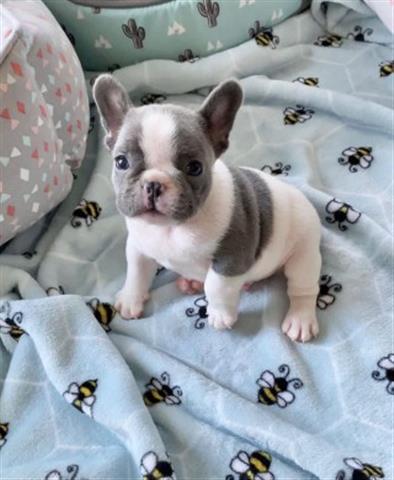 $700 : pure breed French bull-dog pup image 3