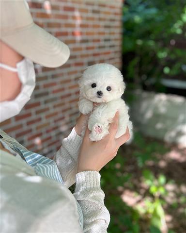 $350 : Bichon image 1