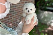 $350 : Bichon thumbnail