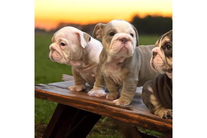 VENDO LINDO ENGLISH BULLDOGS image 2