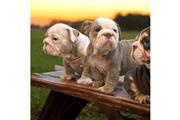 VENDO LINDO ENGLISH BULLDOGS thumbnail