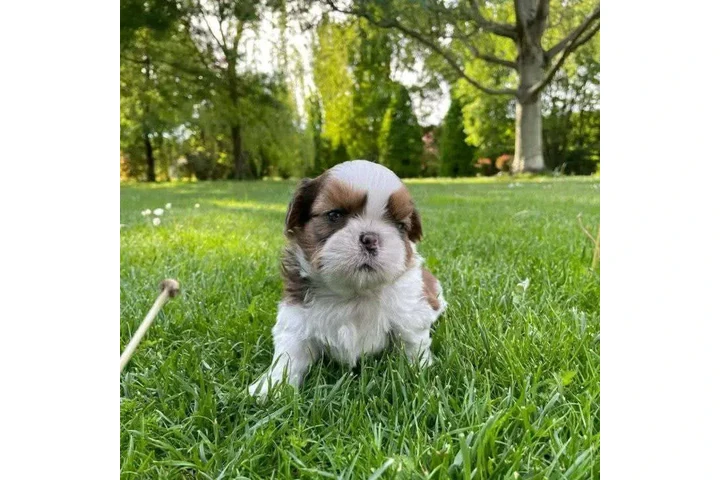 $350 : Cachorros Shihtzu en venta image 3