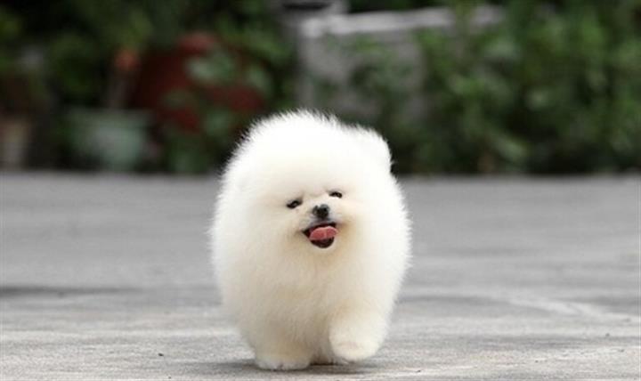 $550 : Home Pomeranian pups for sale image 2