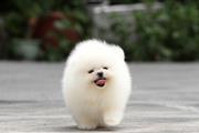 $550 : Home Pomeranian pups for sale thumbnail