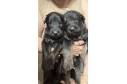 $500 : Germán Shepherd puppies thumbnail